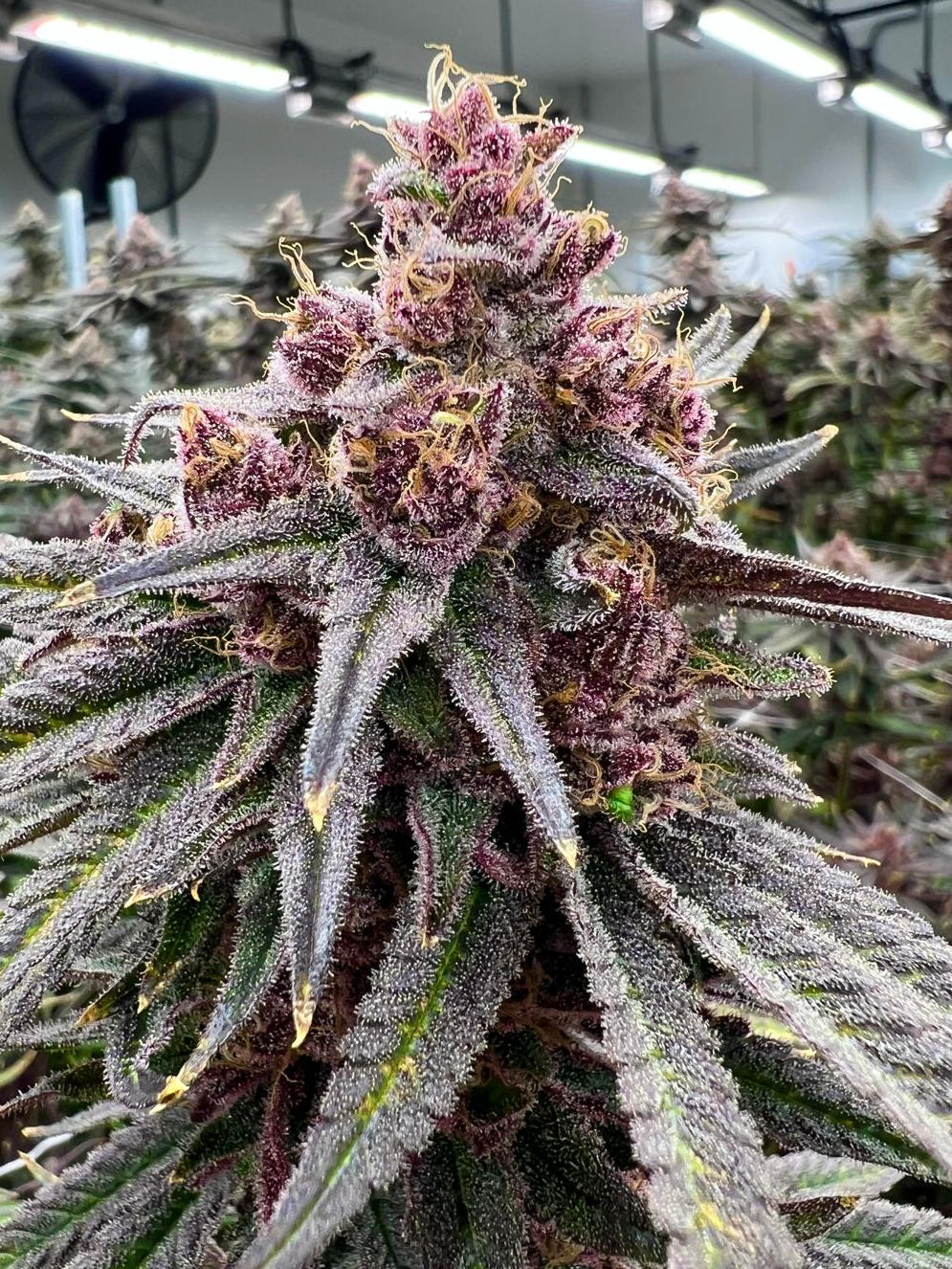cherry♡ Cherry Zanana - (Cherry Z x Zanana) – JD Genetics