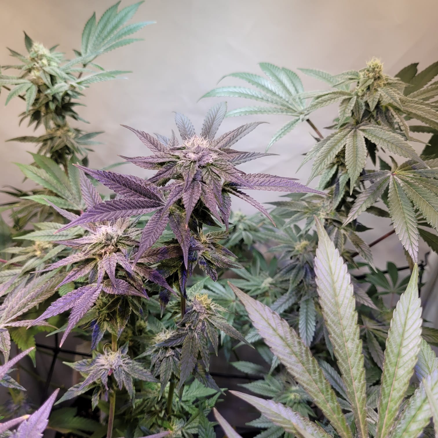 Apples, Bananas n Peaches - (Apples & Bananas x Nicole)