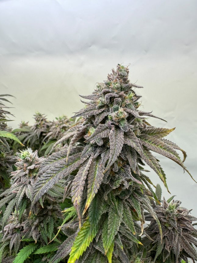 Apples, Bananas n Peaches - (Apples & Bananas x Nicole)