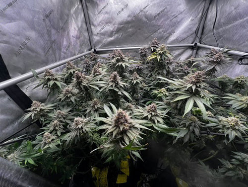 Apples, Bananas n Peaches - (Apples & Bananas x Nicole)