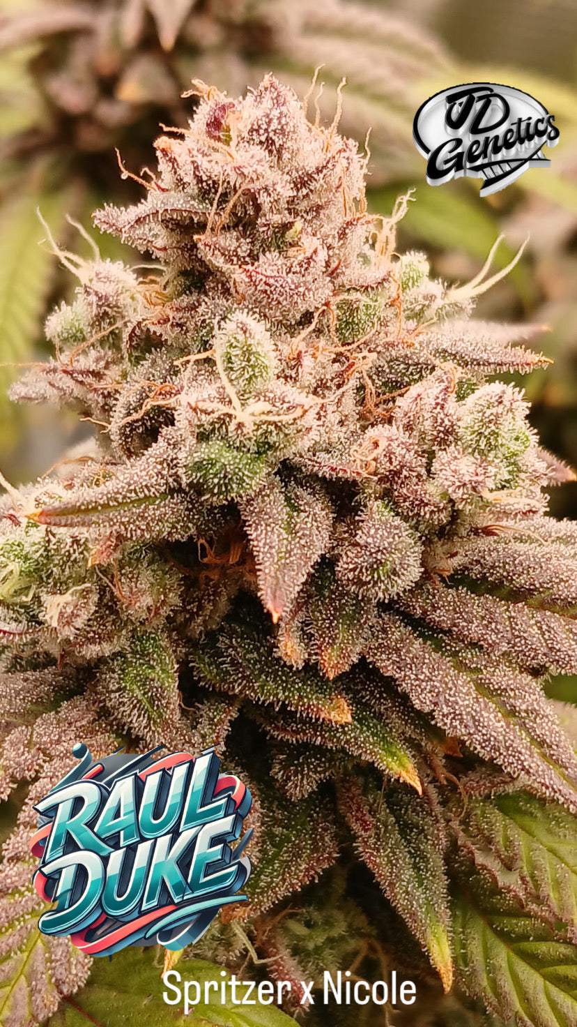 Raul Duke - (Spritzer x Nicole)