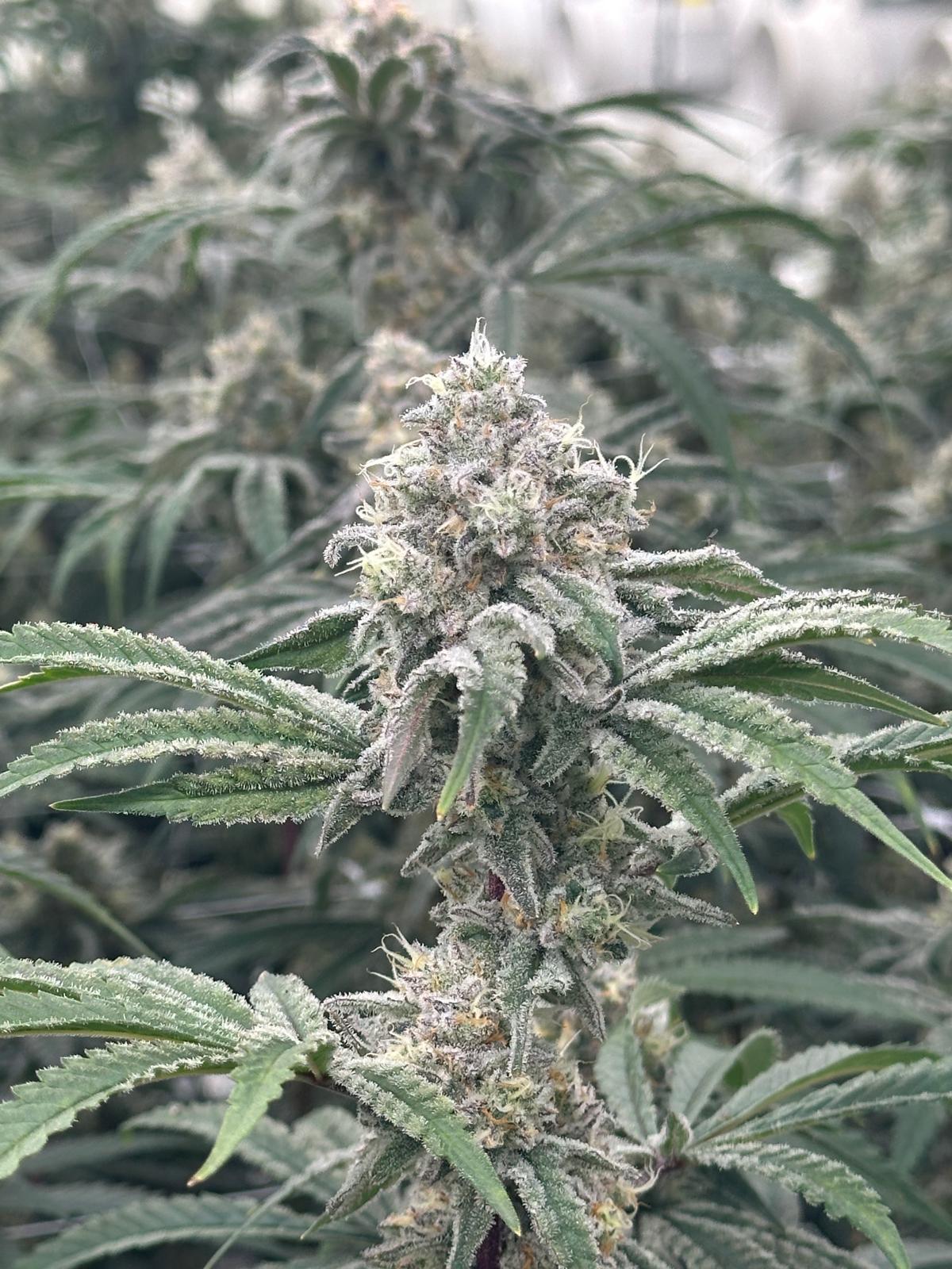 Apples, Bananas n Peaches - (Apples & Bananas x Nicole)