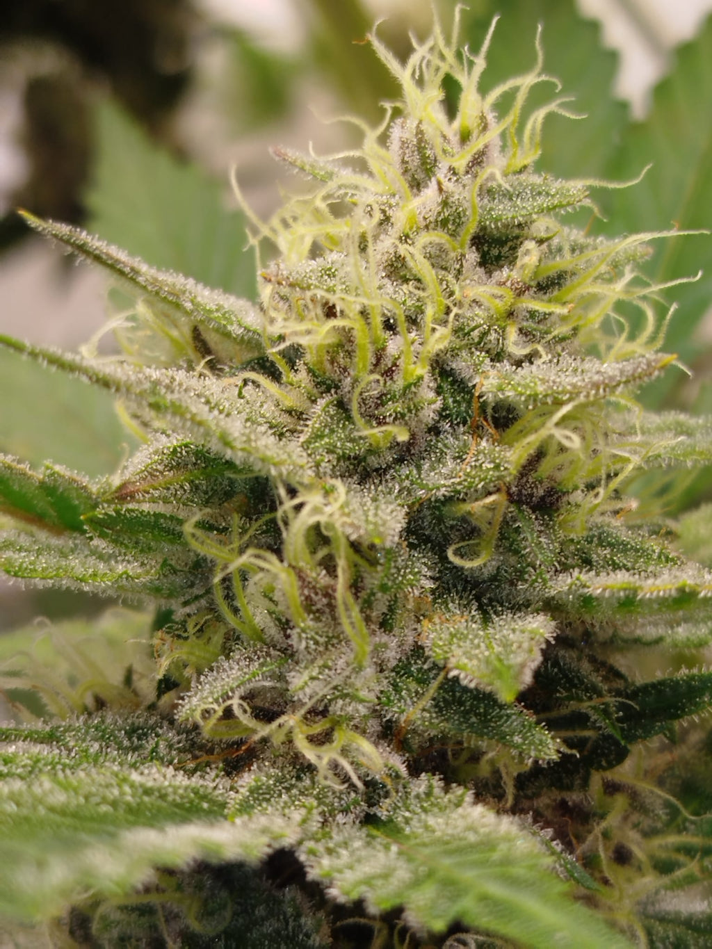 Banana Pizza - (GMO x Zanana)