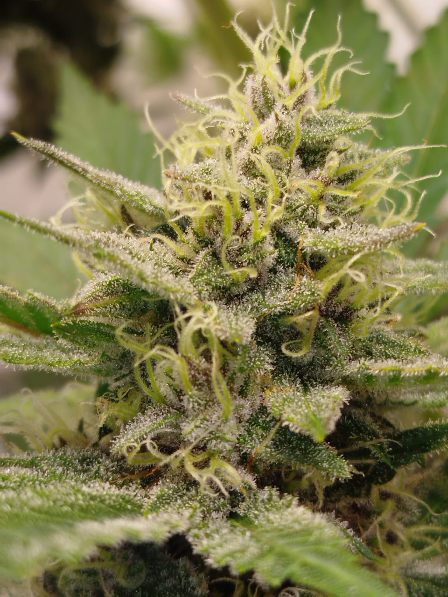 Banana Pizza - (GMO x Zanana)