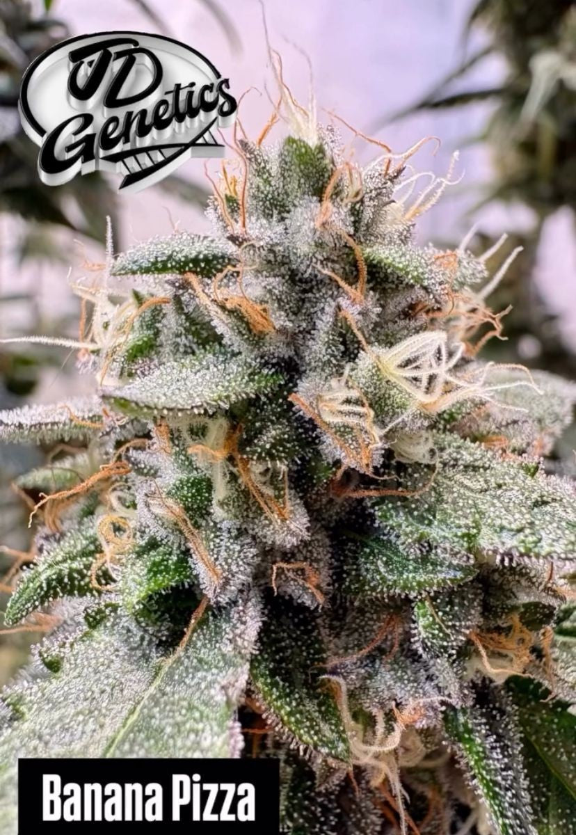 Banana Pizza - (GMO x Zanana)