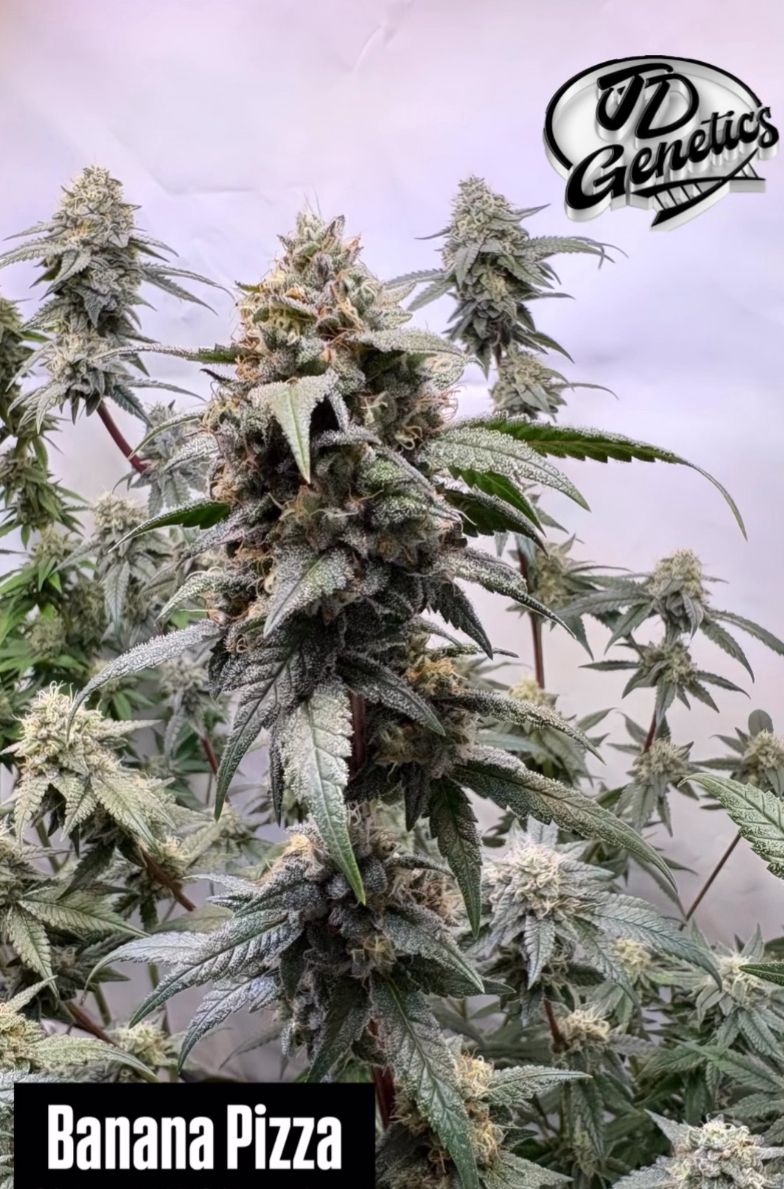 Banana Pizza - (GMO x Zanana)