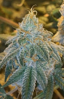 GAK Gumdrop - (Papaya GAK x Double Wilson)