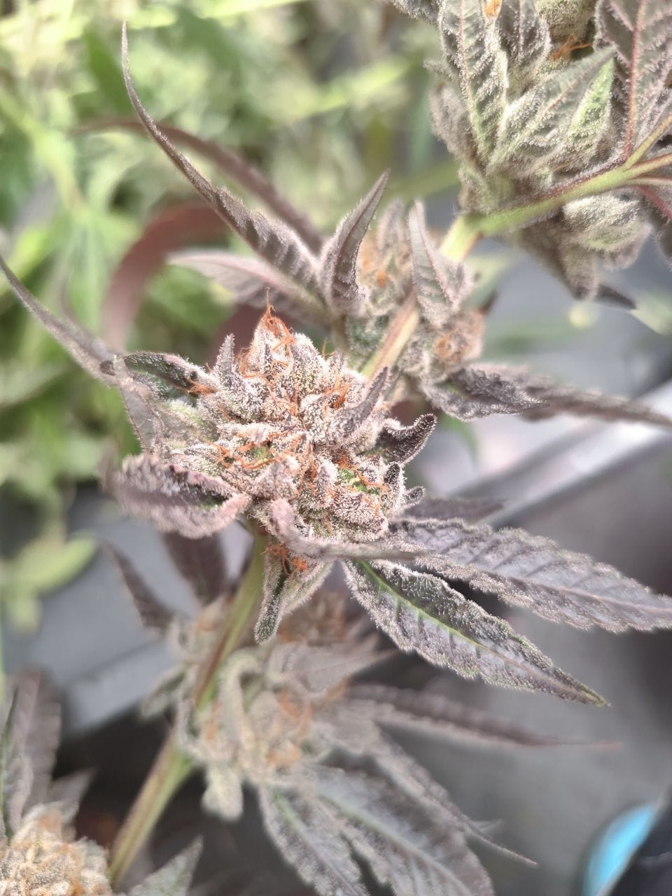 Cherry Pie Wilson - (Cherry Pie x Double Wilson)