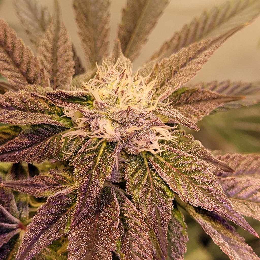 Cherry Pie Wilson - (Cherry Pie x Double Wilson)