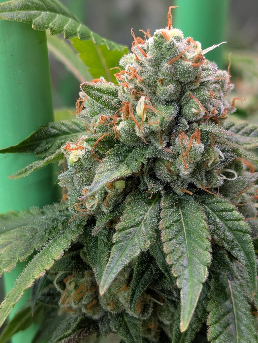 Double Wilson - (Wilson x Wilson Zero)