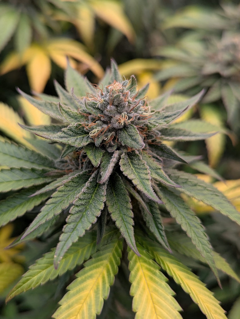 Double Wilson - (Wilson x Wilson Zero)