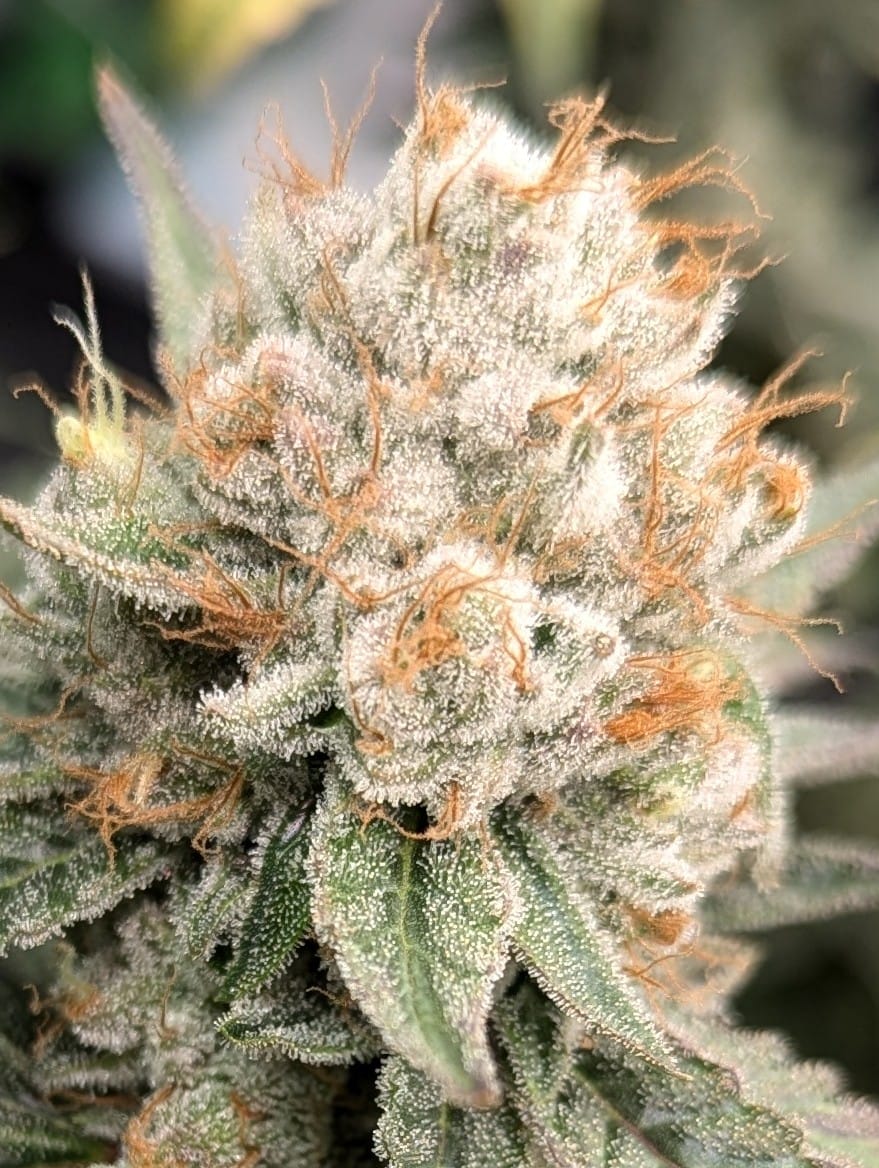 GAK Gumdrop – (Papaya GAK x Double Wilson)