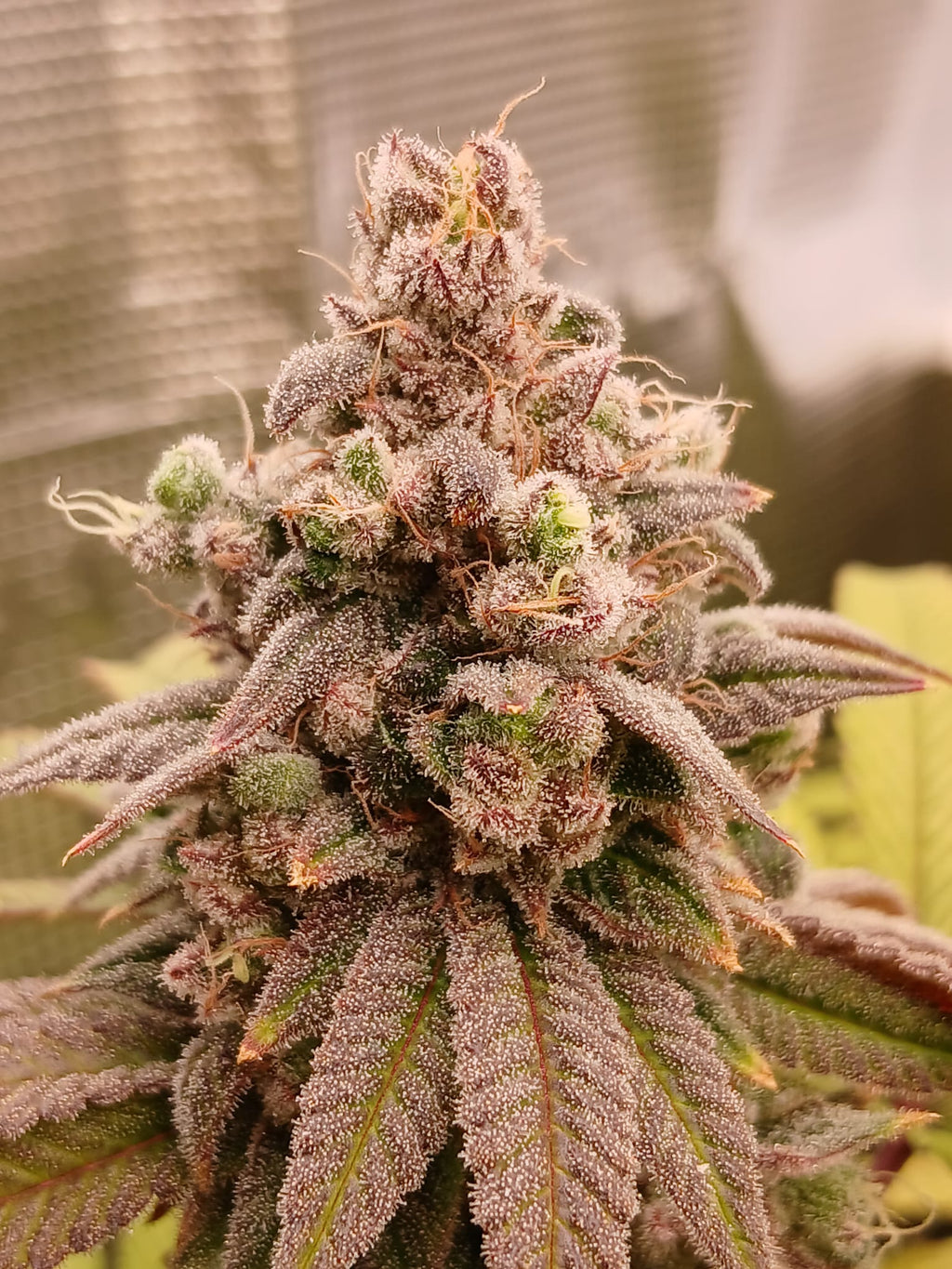 Hunters Runtz - (white Runtz x Nicole)