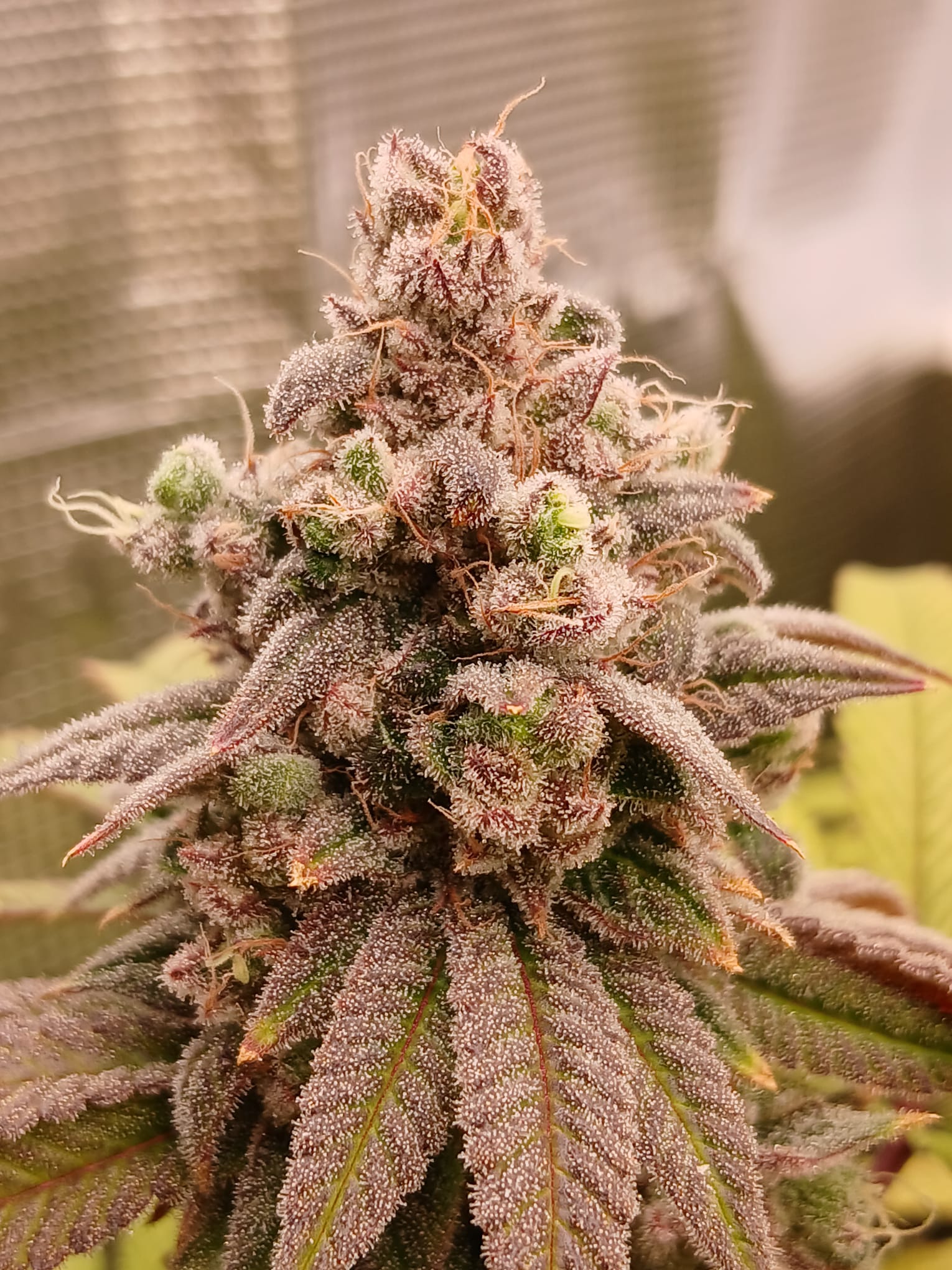 Hunters Runtz - (white Runtz x Nicole)