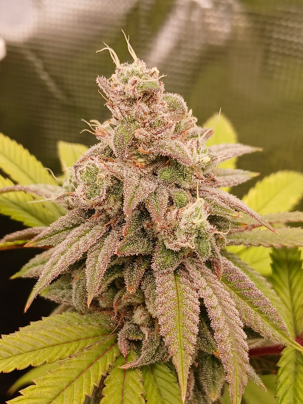 Hunters Grapes - (Grape Gas x Nicole)