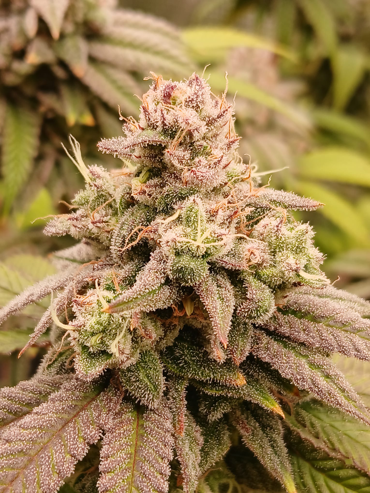 Hunters Grapes - (Grape Gas x Nicole)