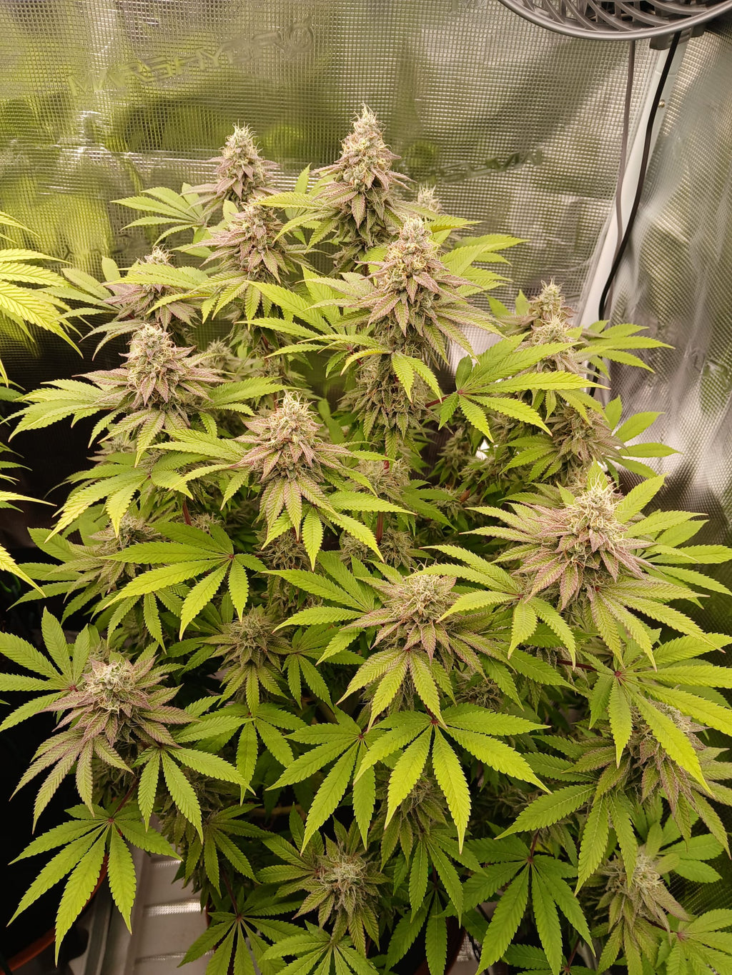 Hunters Grapes - (Grape Gas x Nicole)