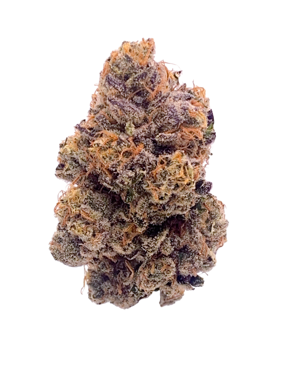 Dr. Gonzo - (Zealousy x Nicole)