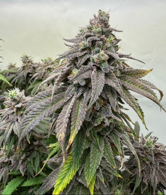 Peanutbutter Jelly - (Peanutbutter Breath x Double Wilson)