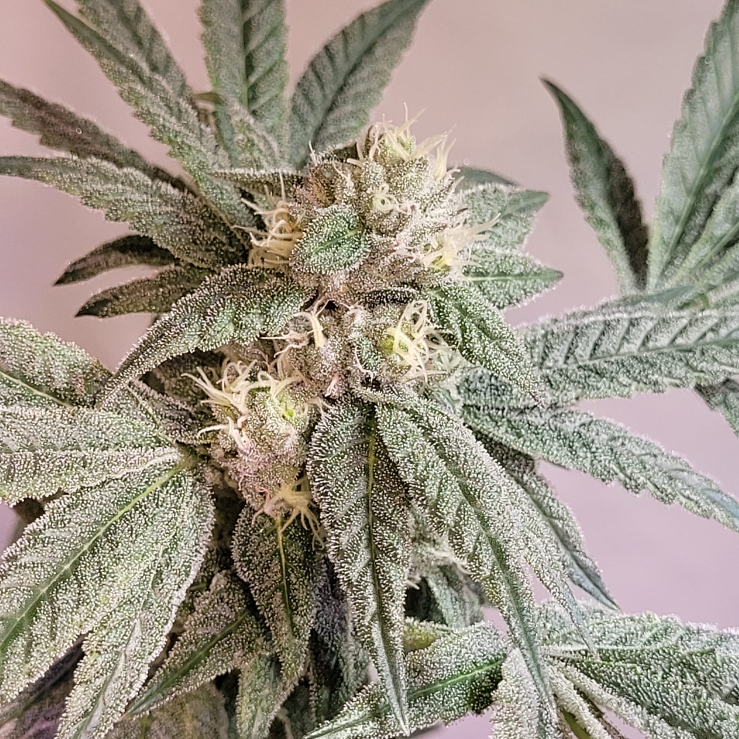 Peanutbutter Jelly - (Peanutbutter Breath x Double Wilson)