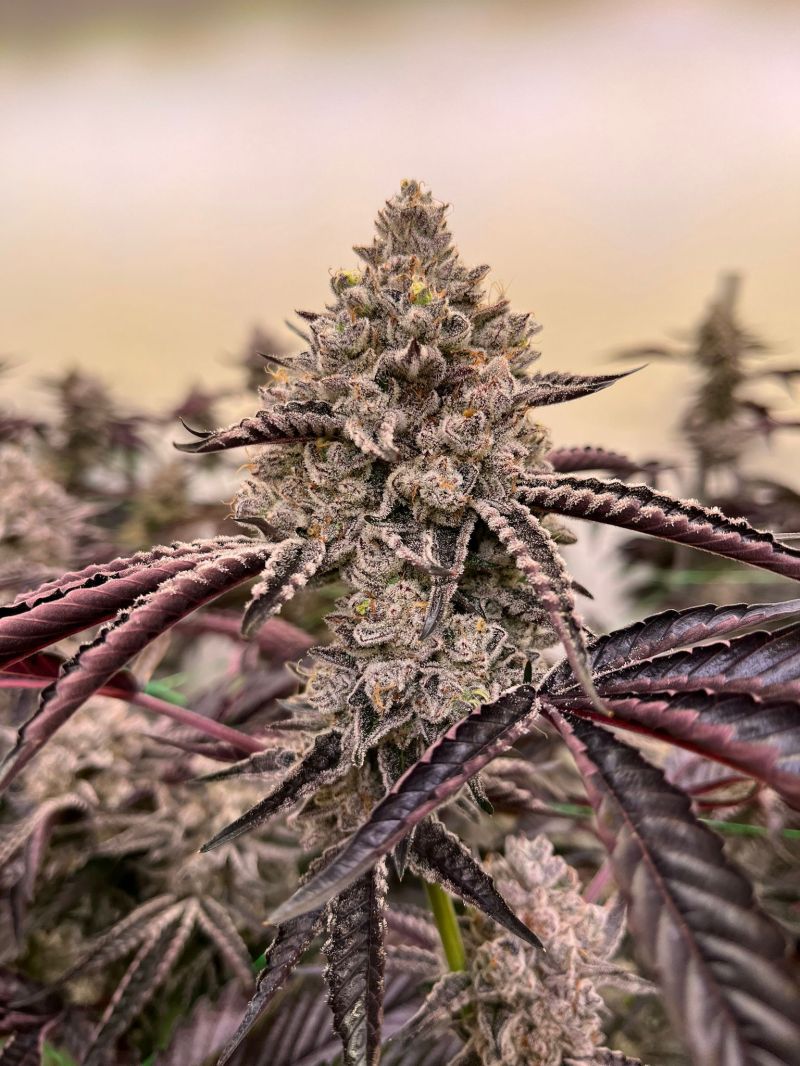 Platan con Gas - (Double OG x Chem) x Zanana)