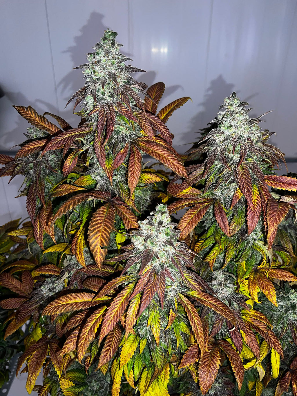 Platan con Gas - (Double OG x Chem) x Zanana)