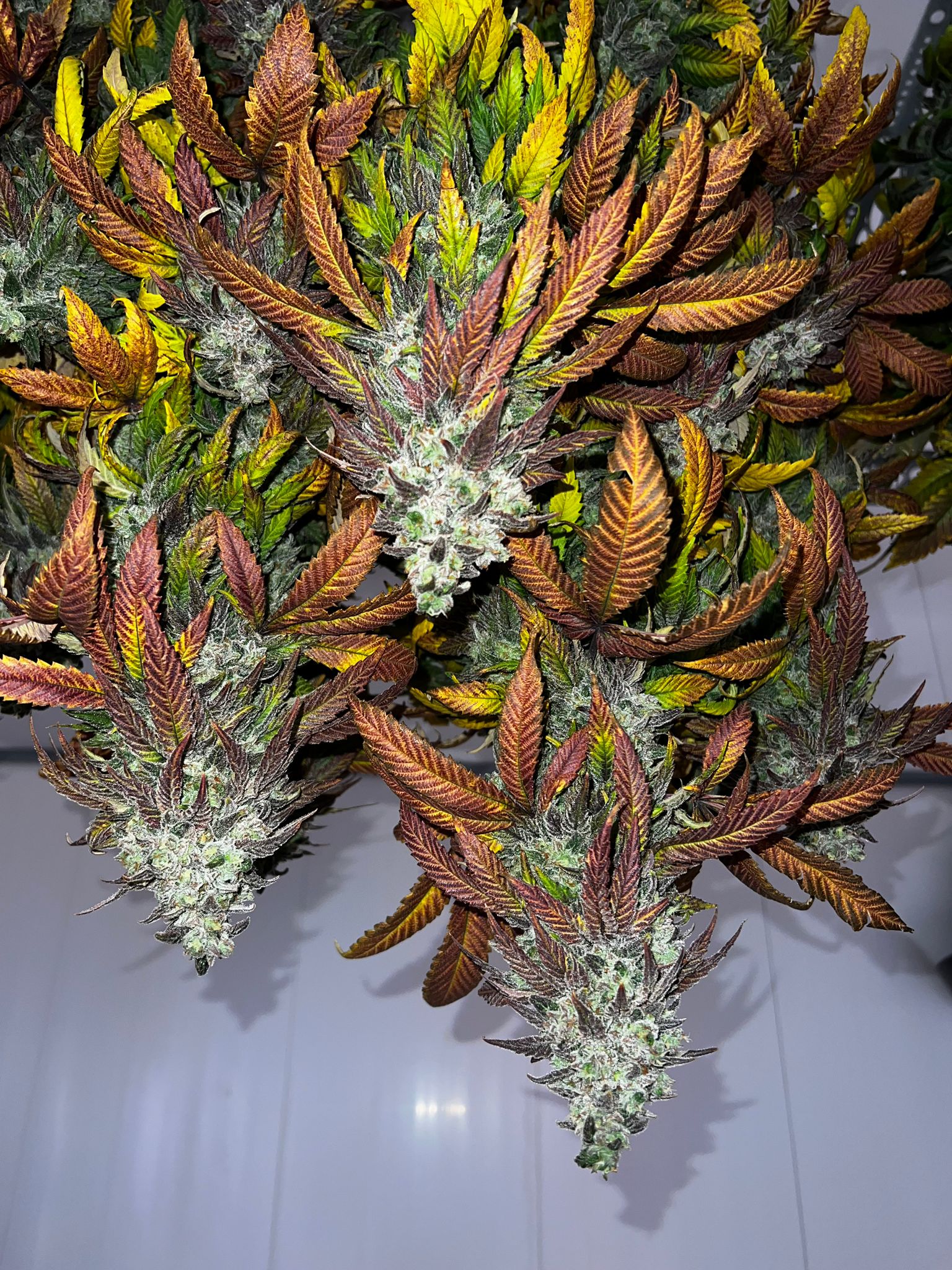 Platan con Gas - (Double OG x Chem) x Zanana)