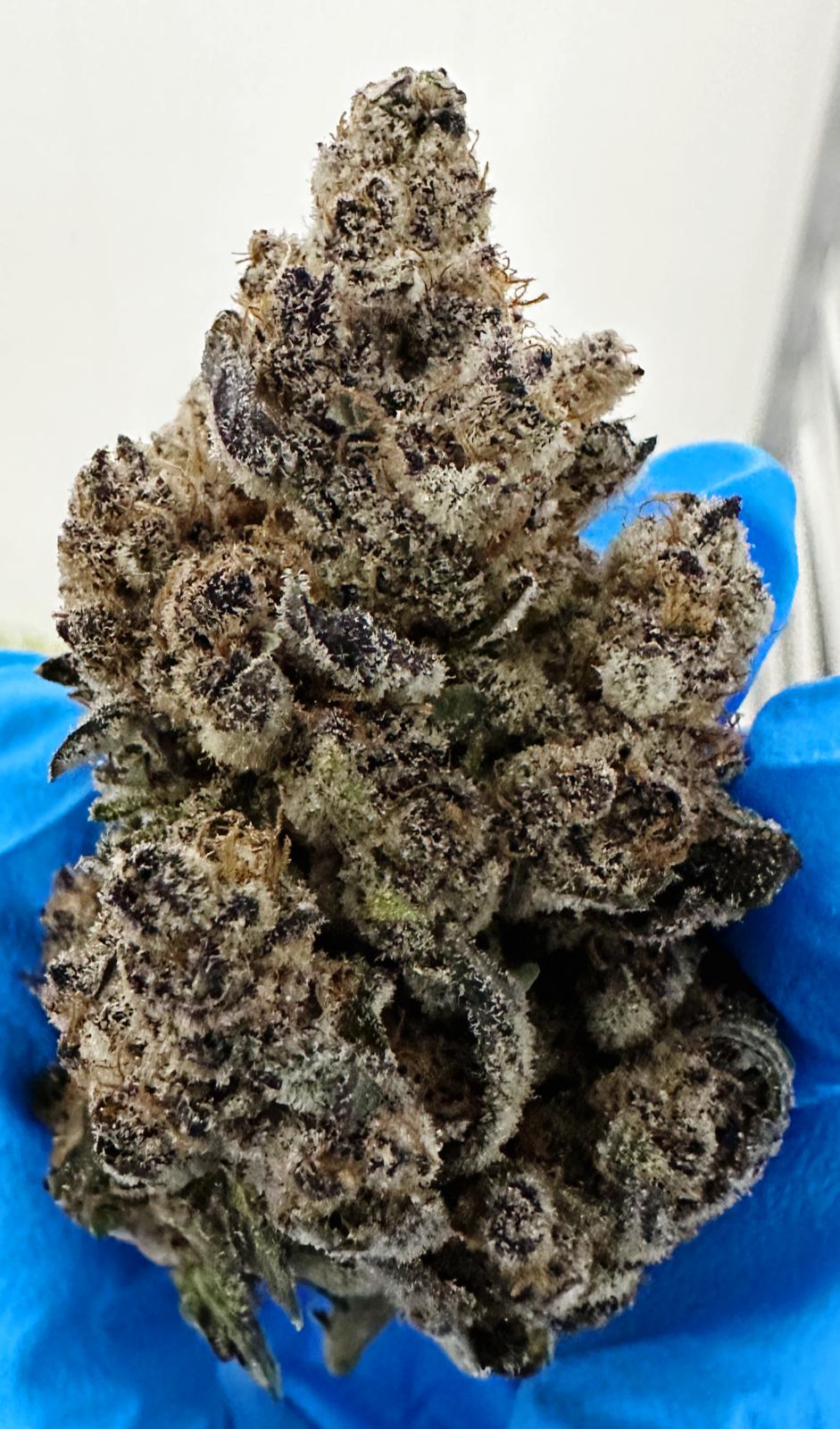 Platan con Gas - (Double OG x Chem) x Zanana)