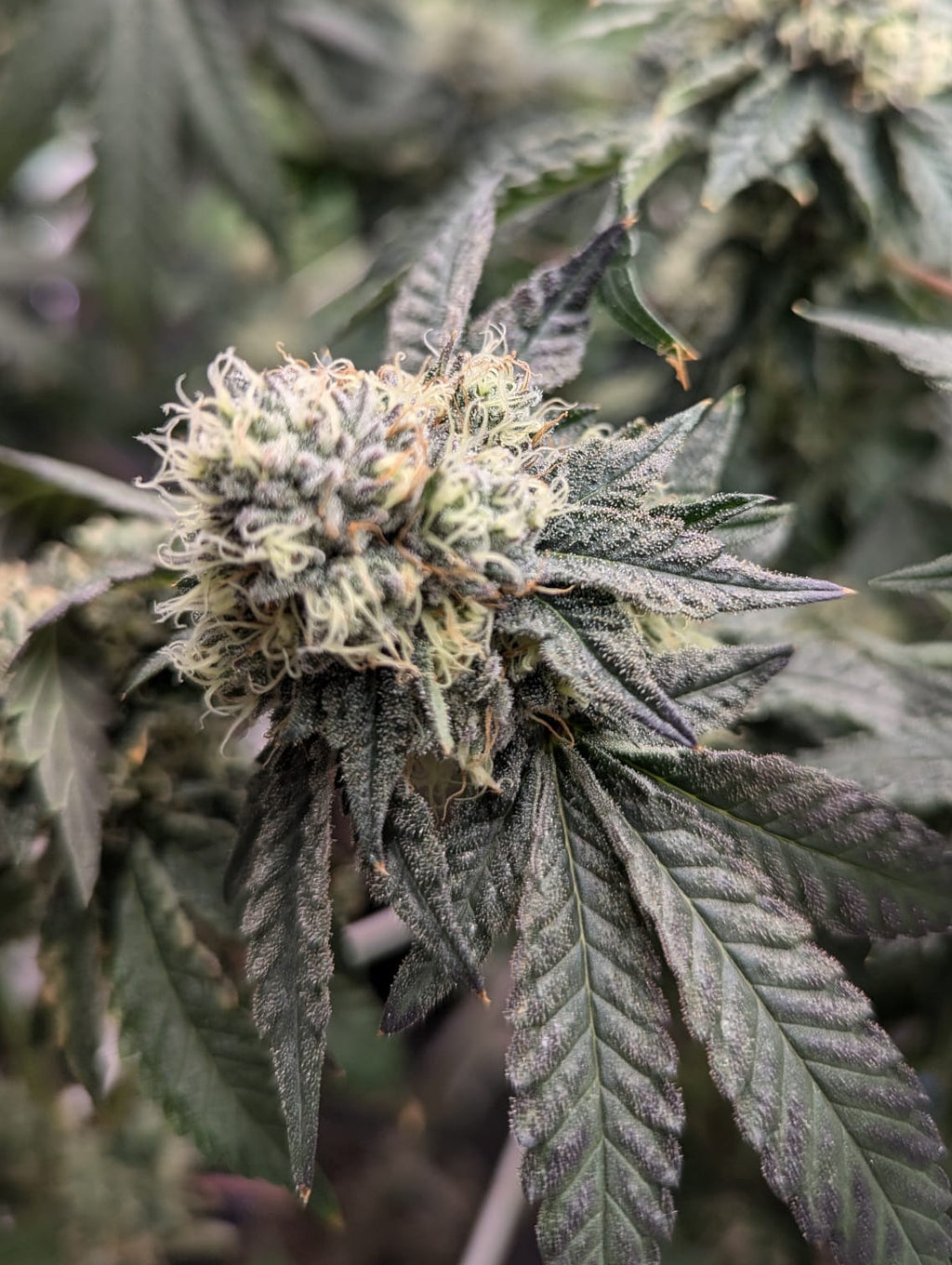 Tropical Poundcake - (Pineapple Poundcake x Double Wilson)