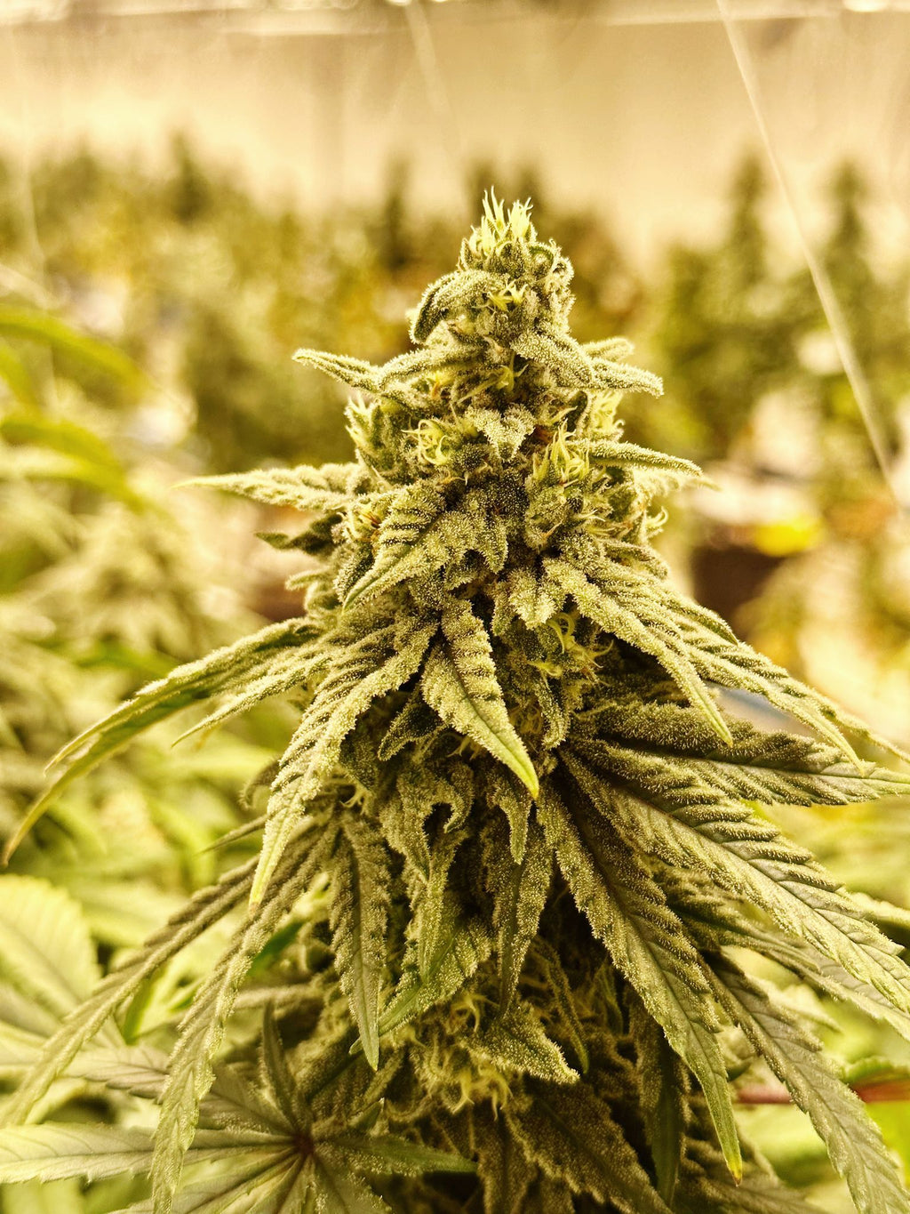 Zanana Breath - (Puppy Breath x Zanana)