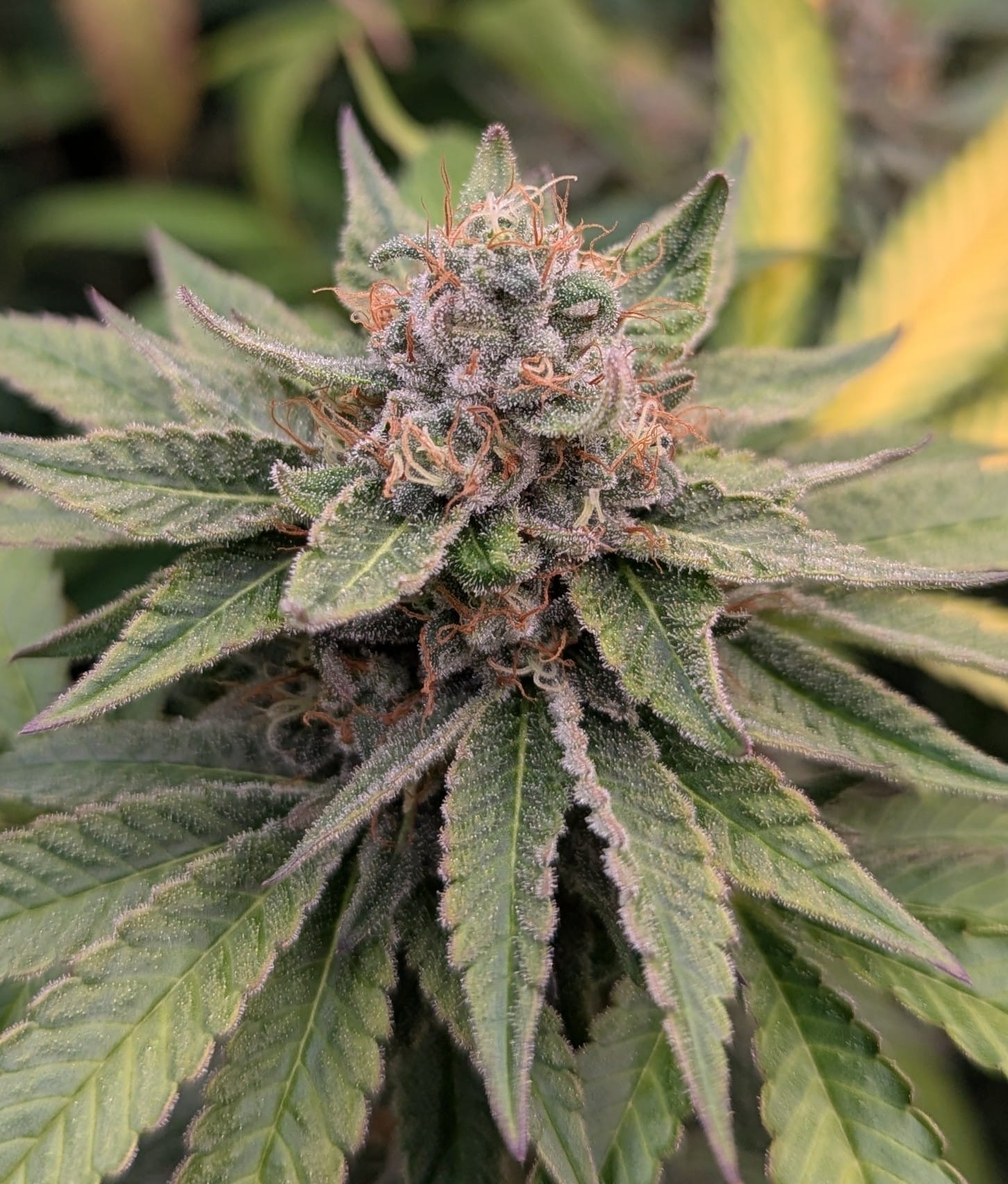Dr. Gonzo - (Zealousy x Nicole) – JD Genetics