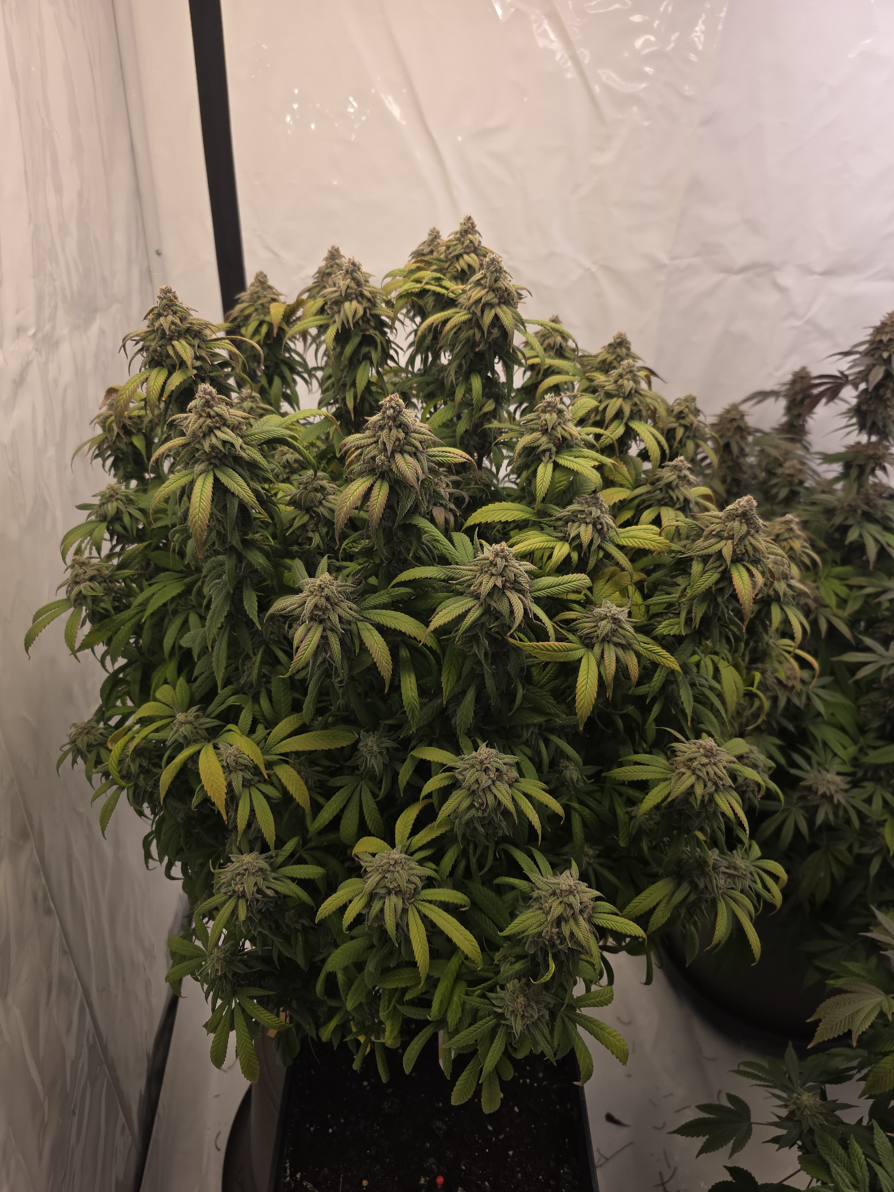 Raul Duke - (Spritzer x Nicole)